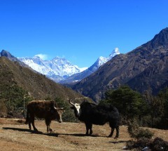 Everest View Trek - 8 Days
